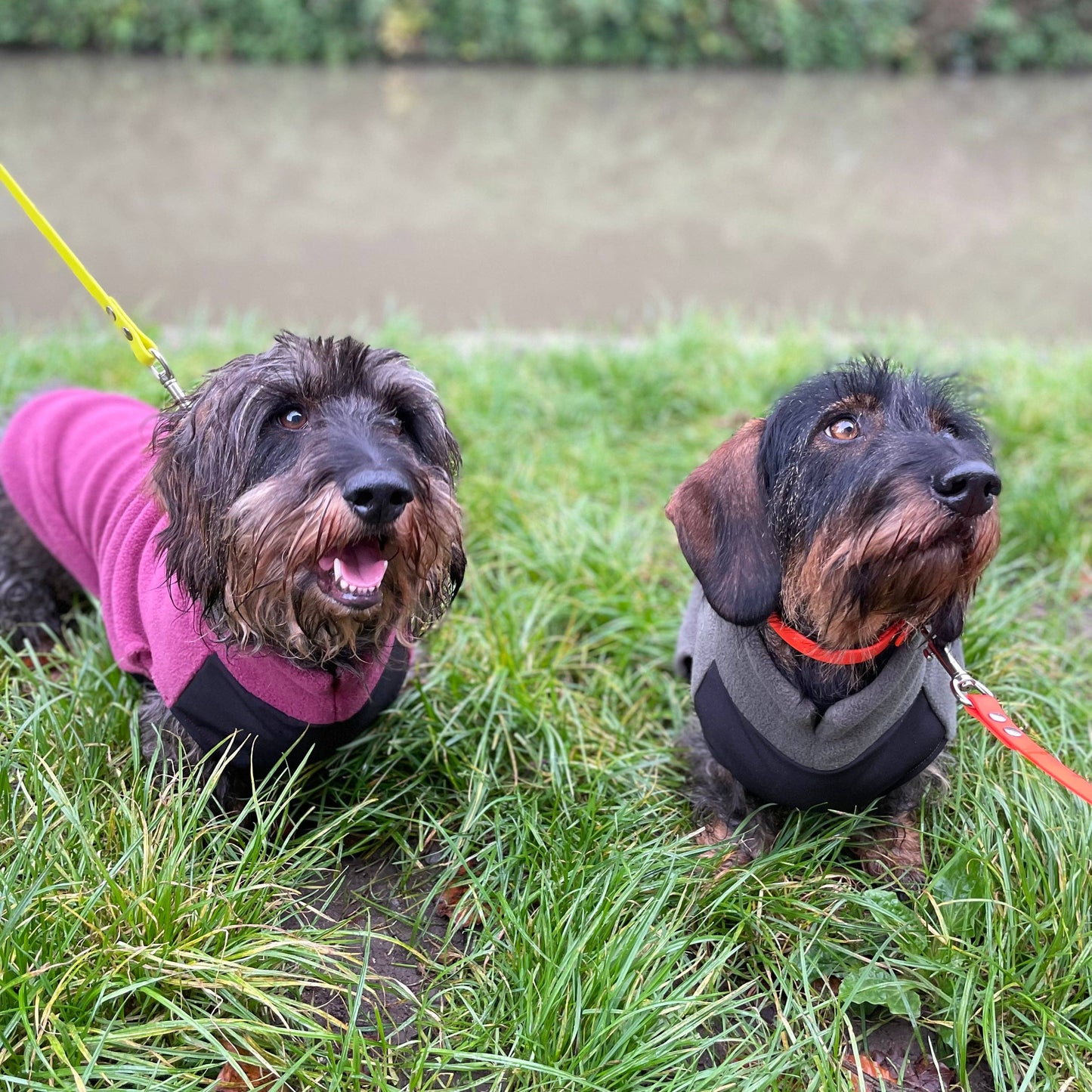 Standard Dachshund Fleece Jumper with Waterproof Belly Panel: Dusty Rose / Large