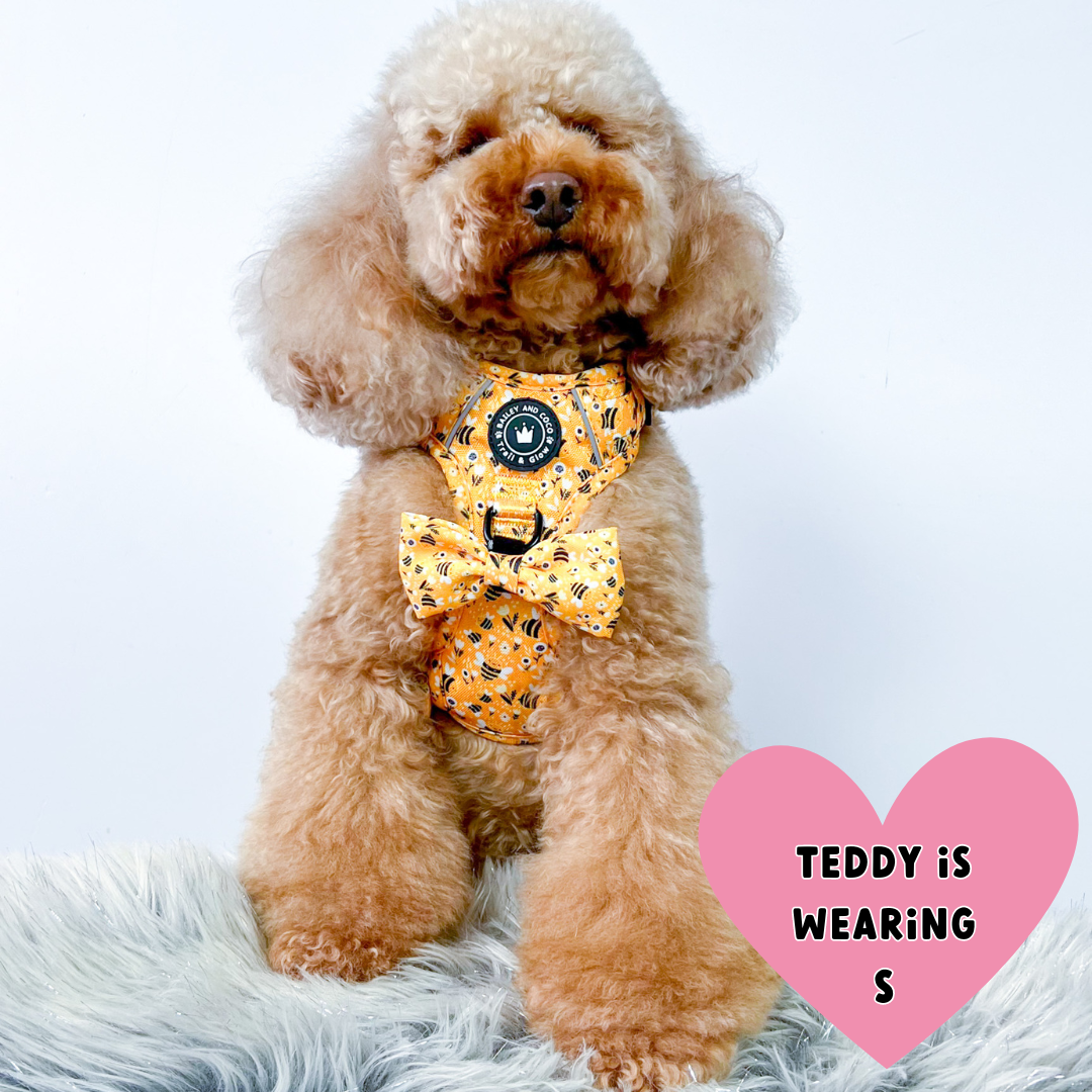 Trail & Glow® Dog Harness - Wanna-Bee: S