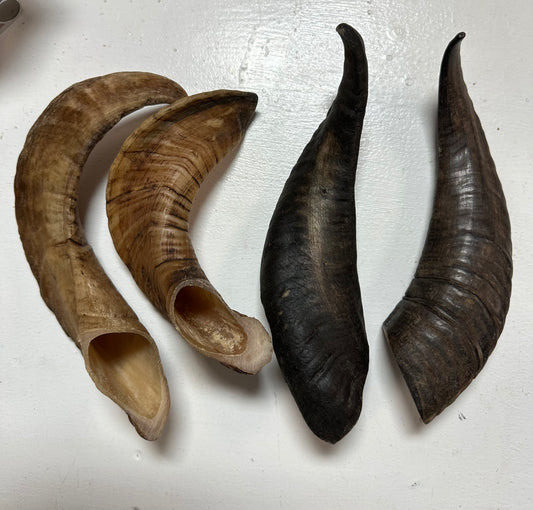 Lamb Horns.