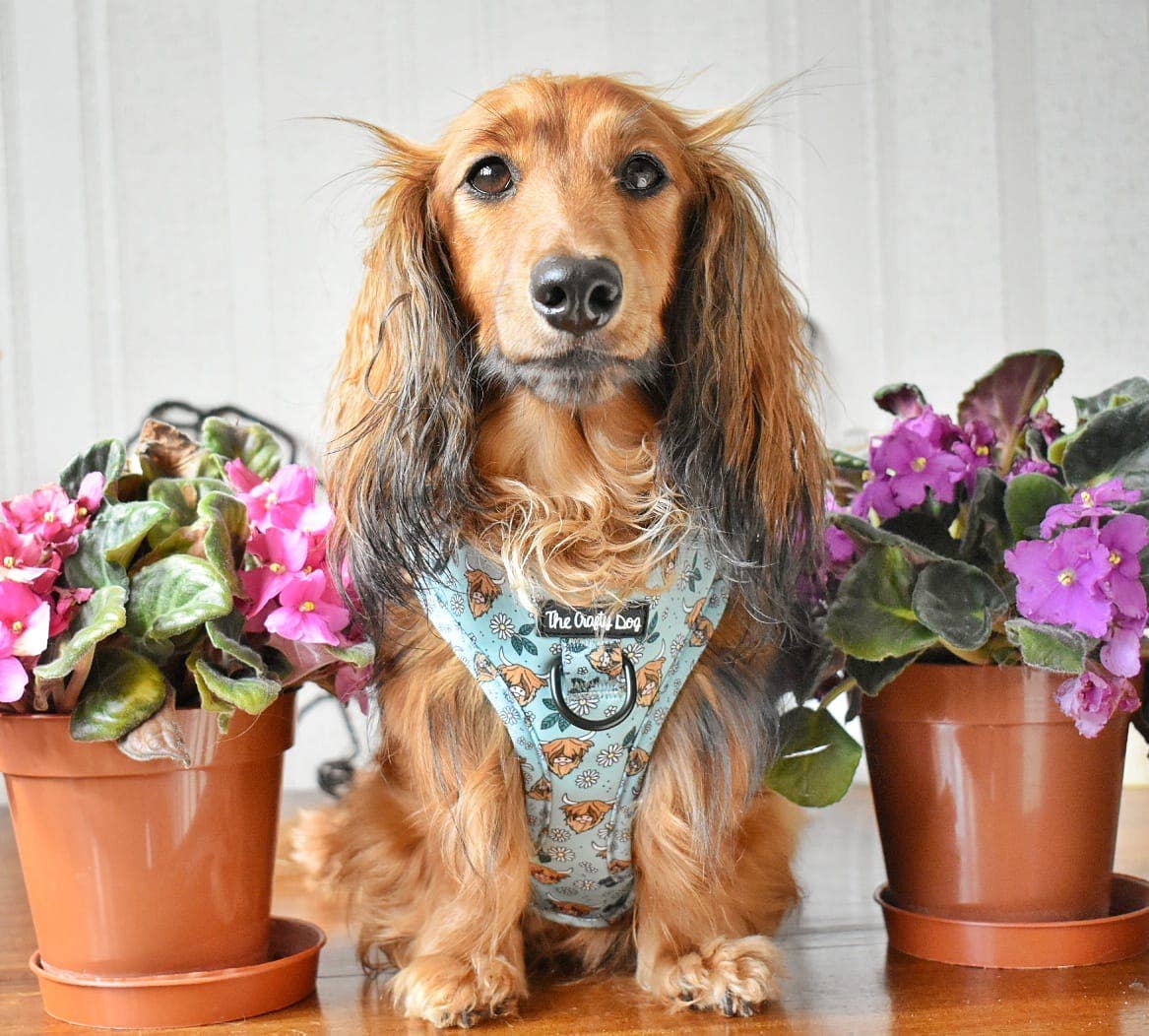 The Crafty Cow Harness - Mint Highland Cows Simple Summer