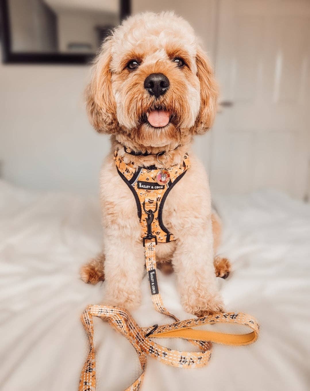 Trail & Glow® Dog Harness - Wanna-Bee: S