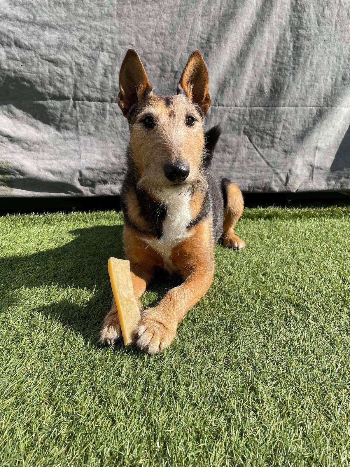 K2 Yak Chews TURMERIC Flavour 100% Natural Dog Treats Medium