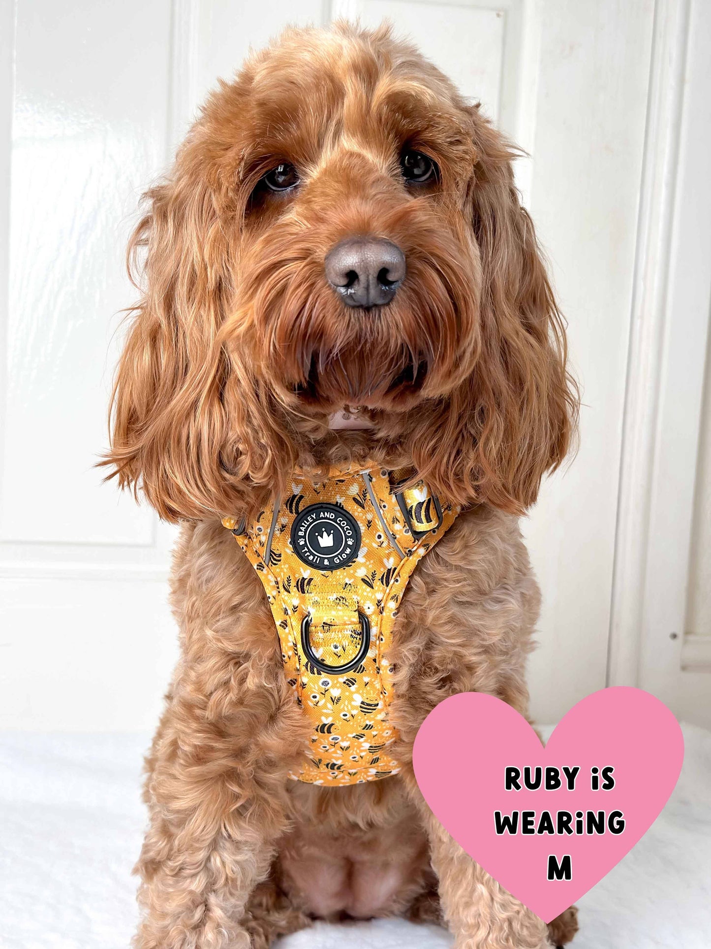 Trail & Glow® Dog Harness - Wanna-Bee: S