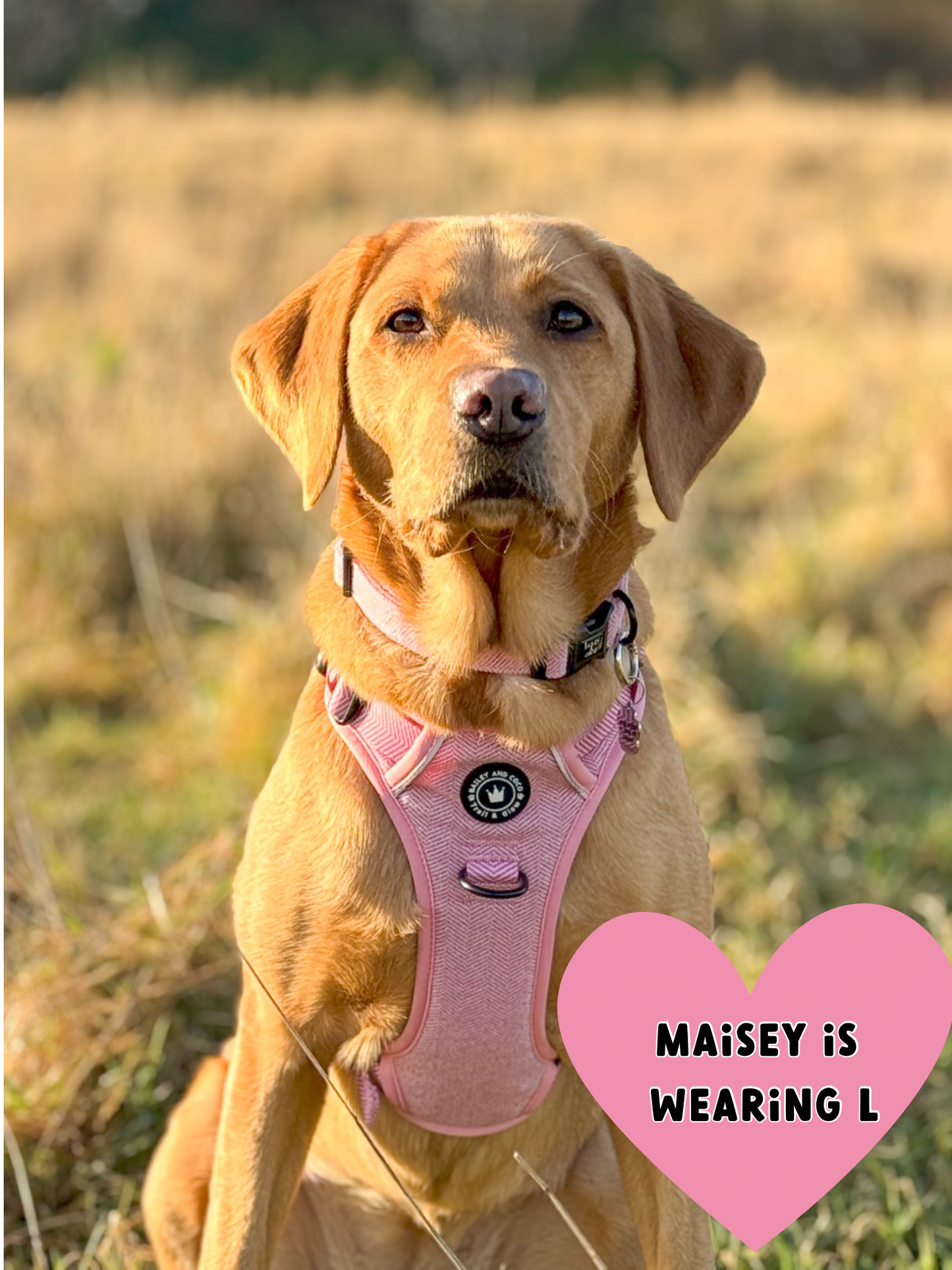 TRAIL & GLOW® DOG HARNESS - BUBBLEGUM PINK TWEED: Small