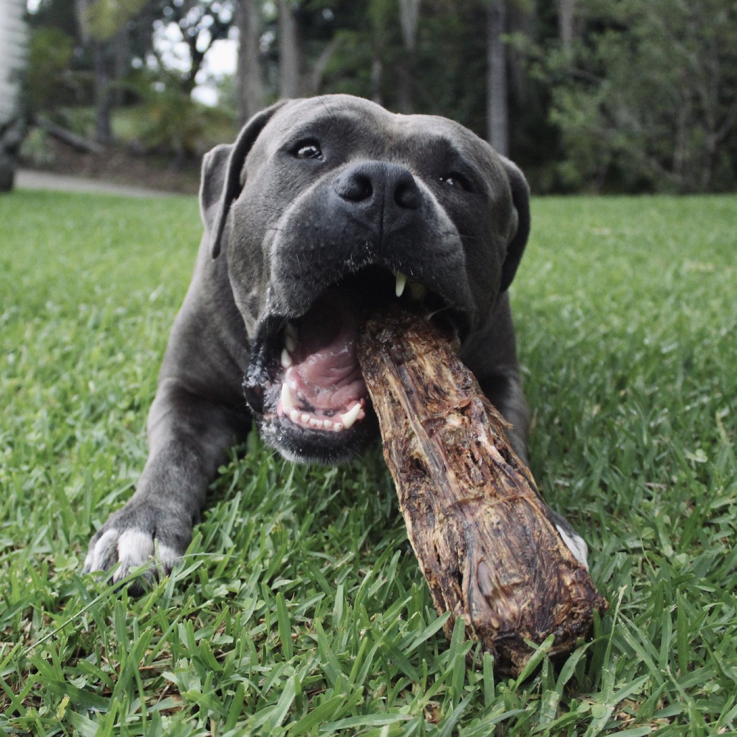 Get Off Ma' Tail - Kangaroo Tails: 2 Pack