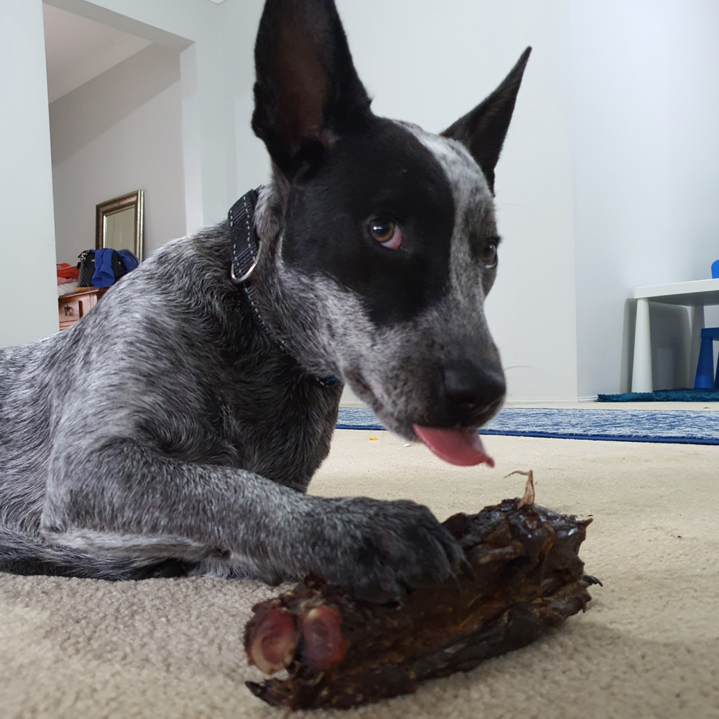 Get Off Ma' Tail - Kangaroo Tails: 2 Pack