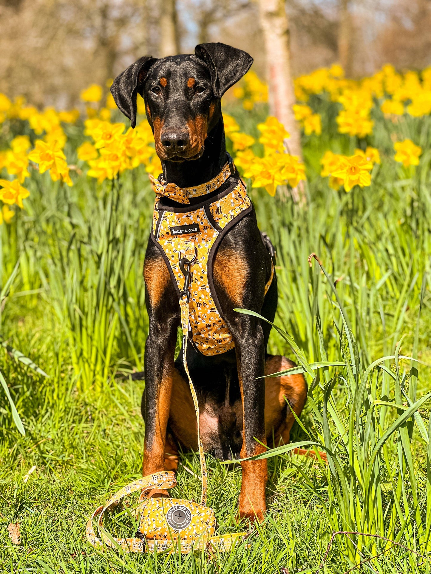 Trail & Glow® Dog Harness - Wanna-Bee: S