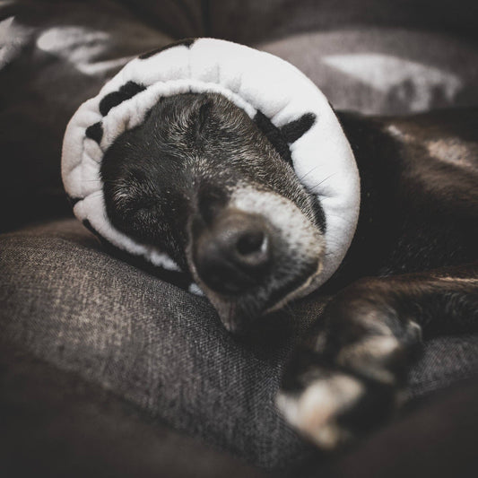 Cow print Hush Muff: Small