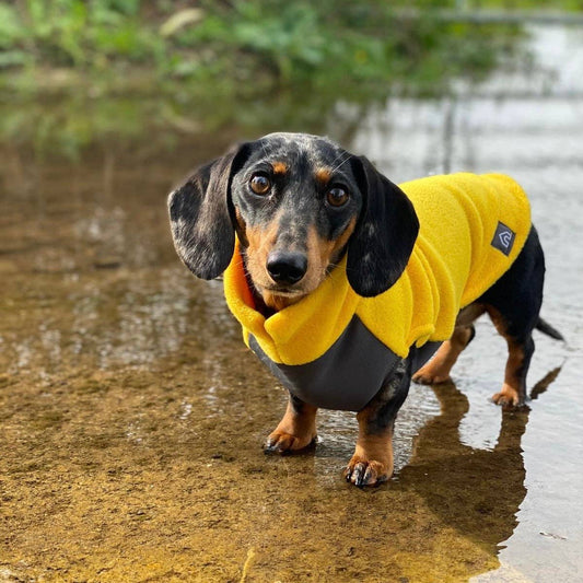 Dachshund Fleece Jumper with Waterproof Belly Panel: Sunshine / Medium