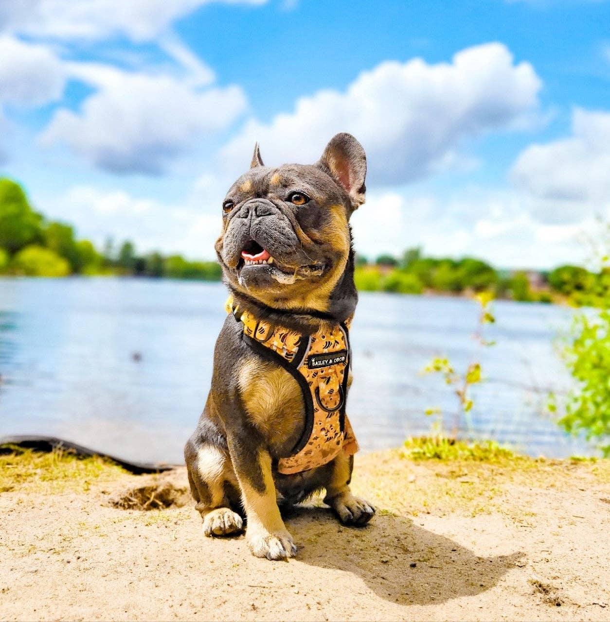 Trail & Glow® Dog Harness - Wanna-Bee: S