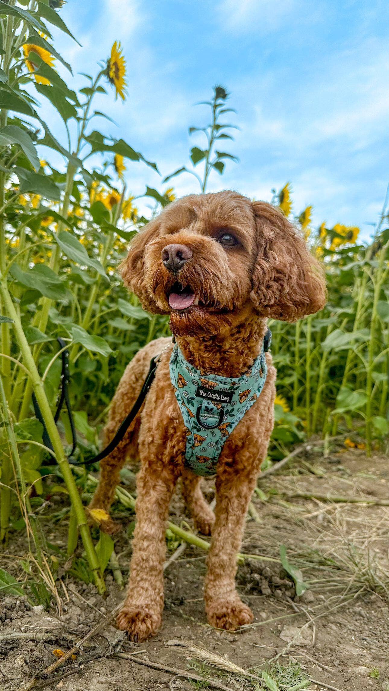 The Crafty Cow Harness - Mint Highland Cows Simple Summer