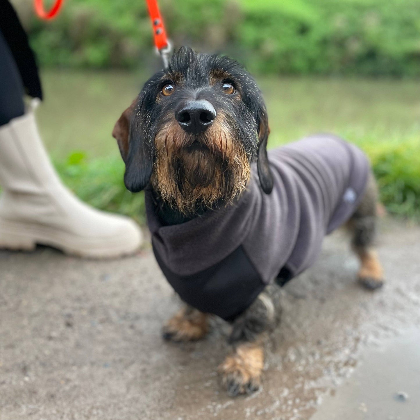 Standard Dachshund Fleece Jumper with Waterproof Belly Panel: Dusty Rose / Large