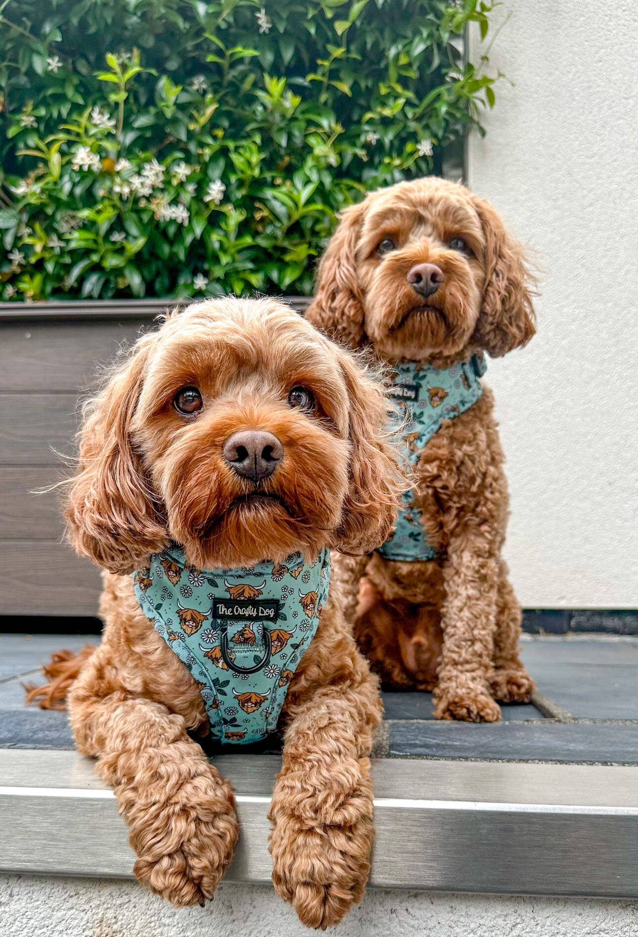 The Crafty Cow Harness - Mint Highland Cows Simple Summer