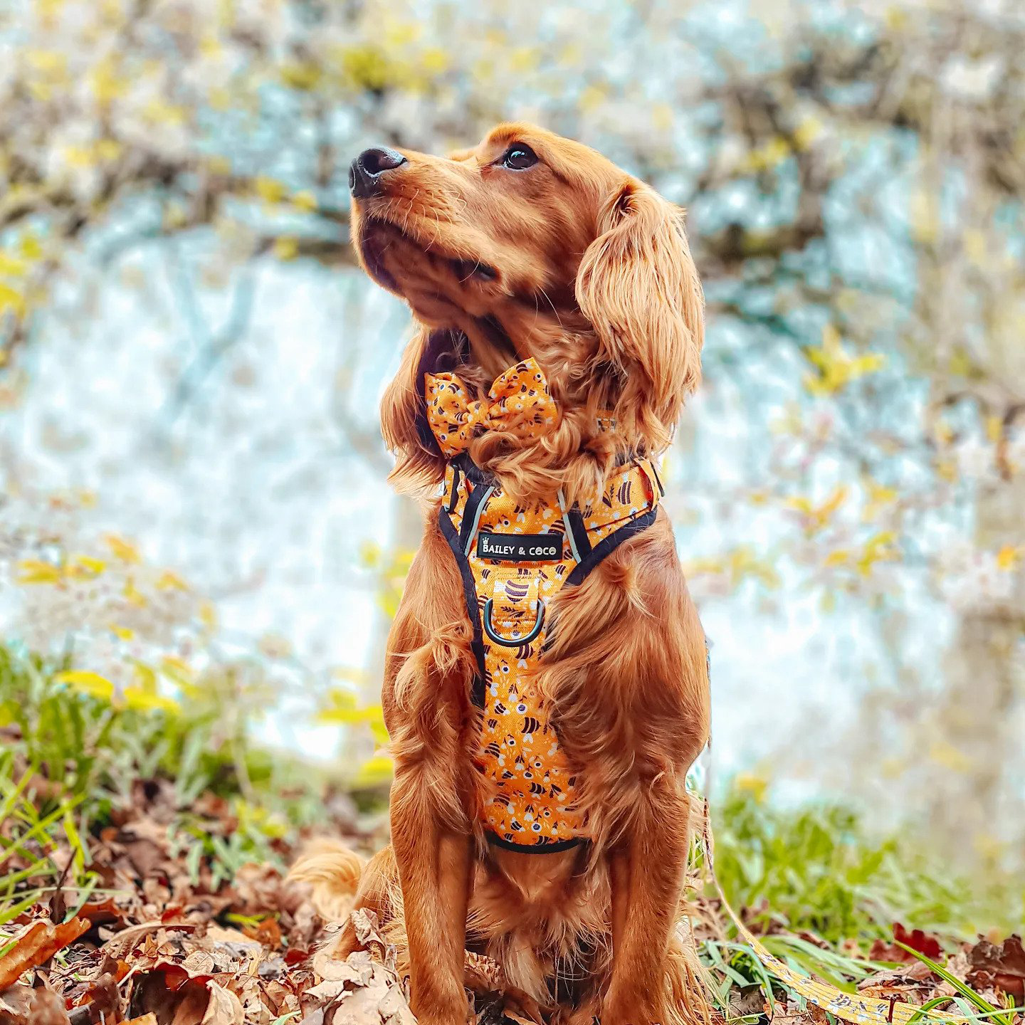 Trail & Glow® Dog Harness - Wanna-Bee: S