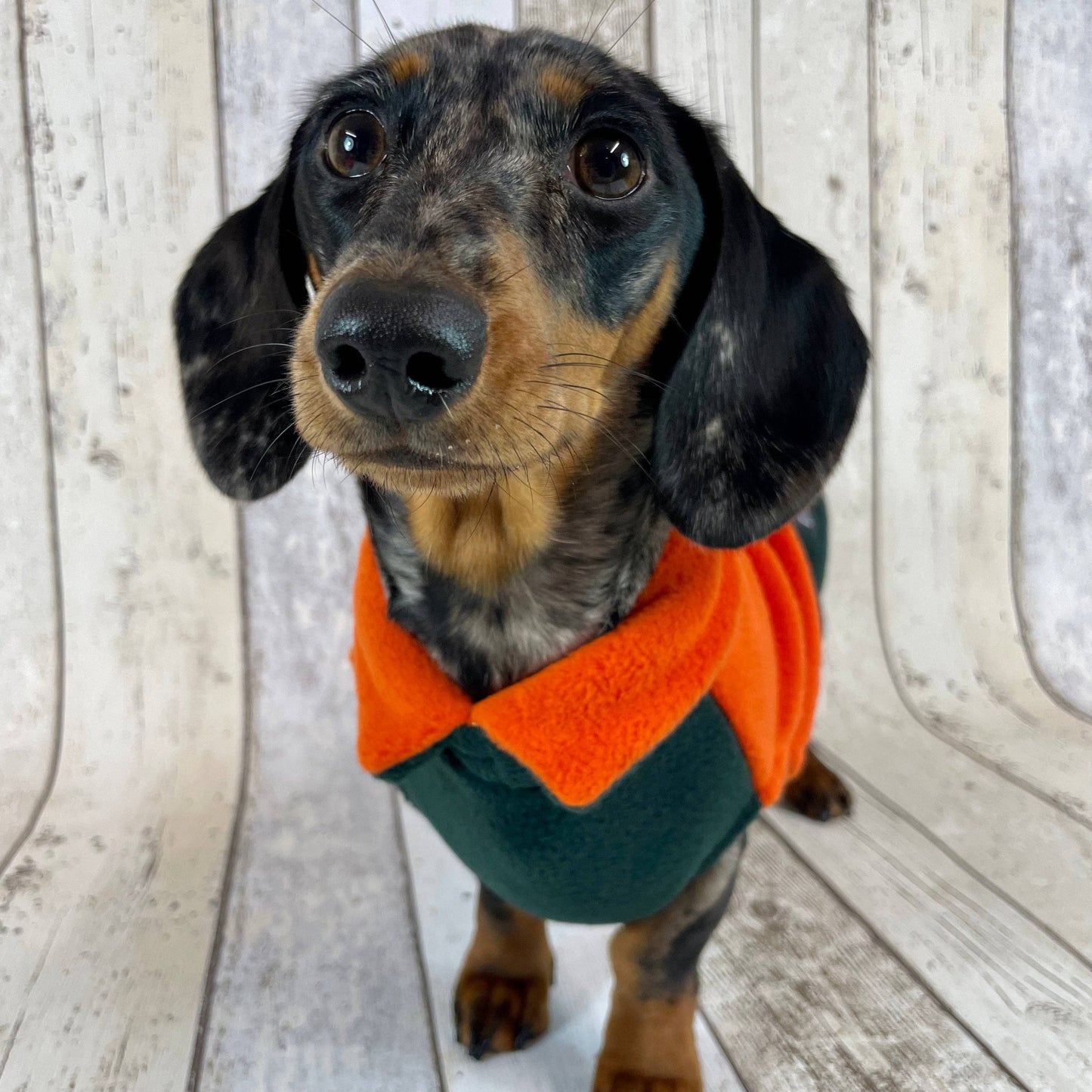 Two-Tone Dachshund Fleece Jumper: Mustard / Teal / Small