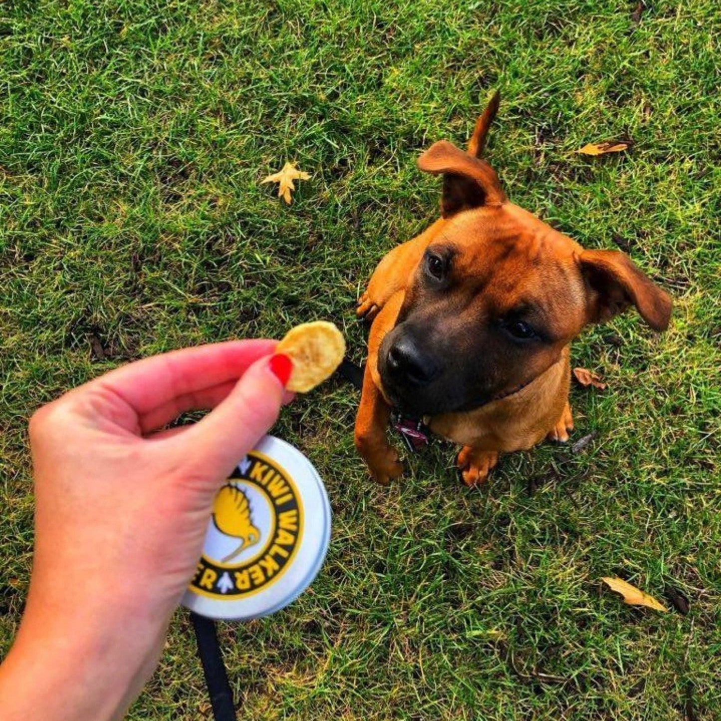 KIWI Walker DOG Treats - Freeze Dried Fruit: Banana