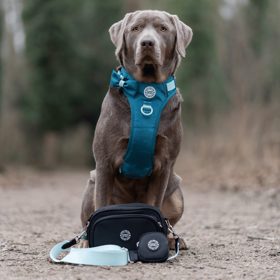 Dog Walking Bag Set – Water-Resistant, Organised & Stylish