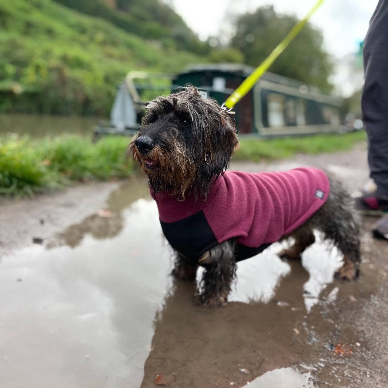 Standard Dachshund Fleece Jumper with Waterproof Belly Panel: Dusty Rose / Medium