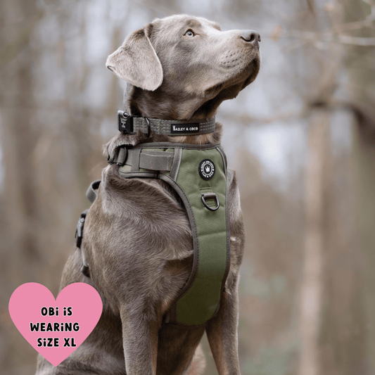 Trail & Glow® Dog Harness - The Khaki One: S