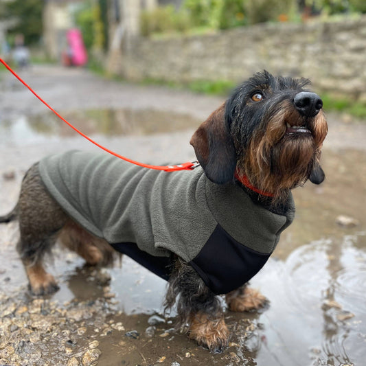 Standard Dachshund Fleece Jumper with Waterproof Belly Panel: Olive / Medium
