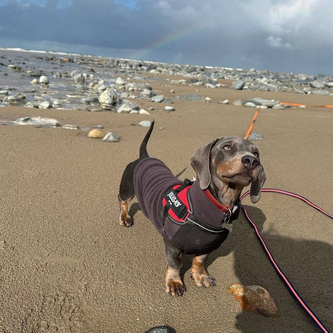 Dachshund Fleece Jumper with Waterproof Belly Panel: Charcoal / Large