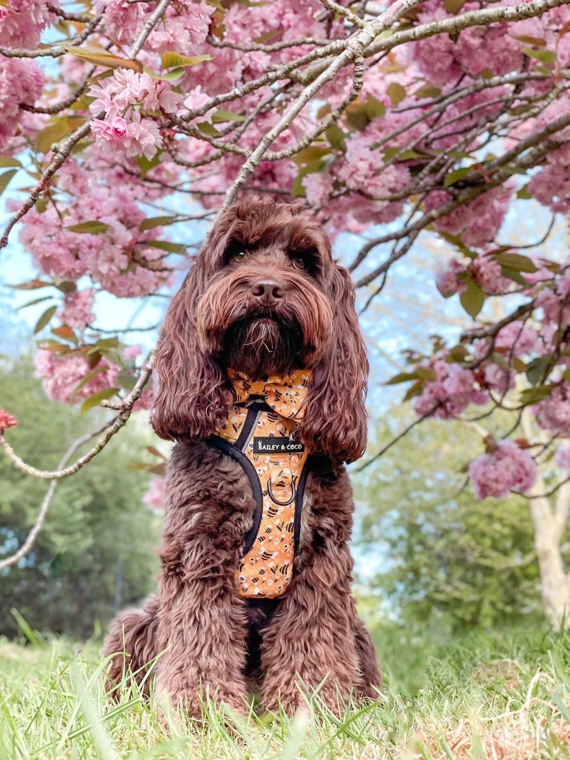 Trail & Glow® Dog Harness - Wanna-Bee: S