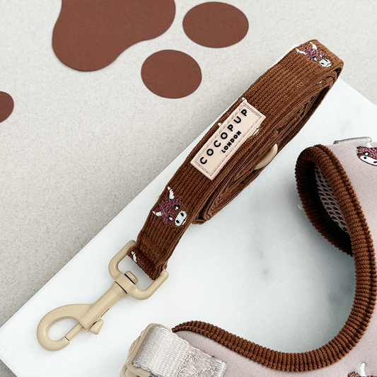 Harold the Highland Cow Lead.