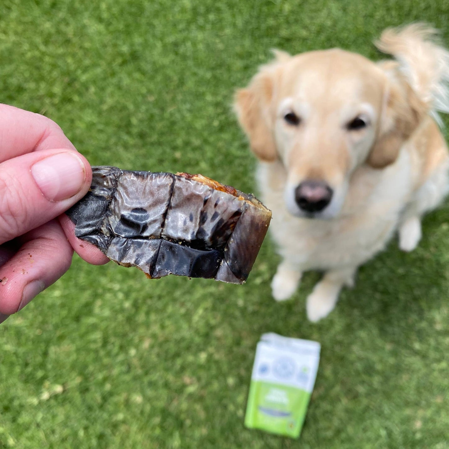 Croc Crisps - Crocodile Chips - New.