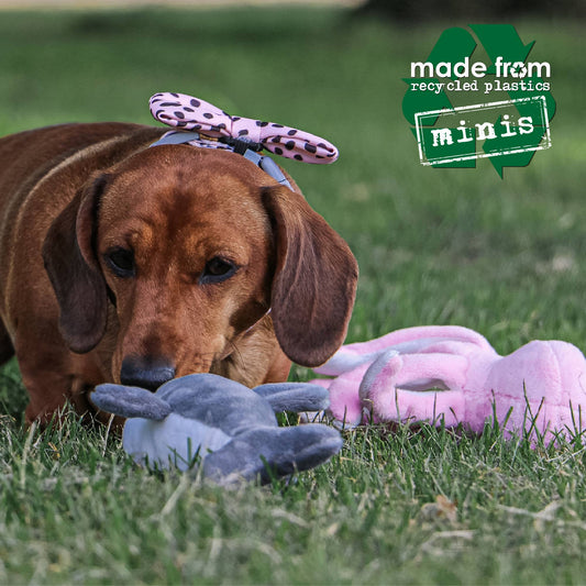 Made From Mini Shark Octopus and Oshi.