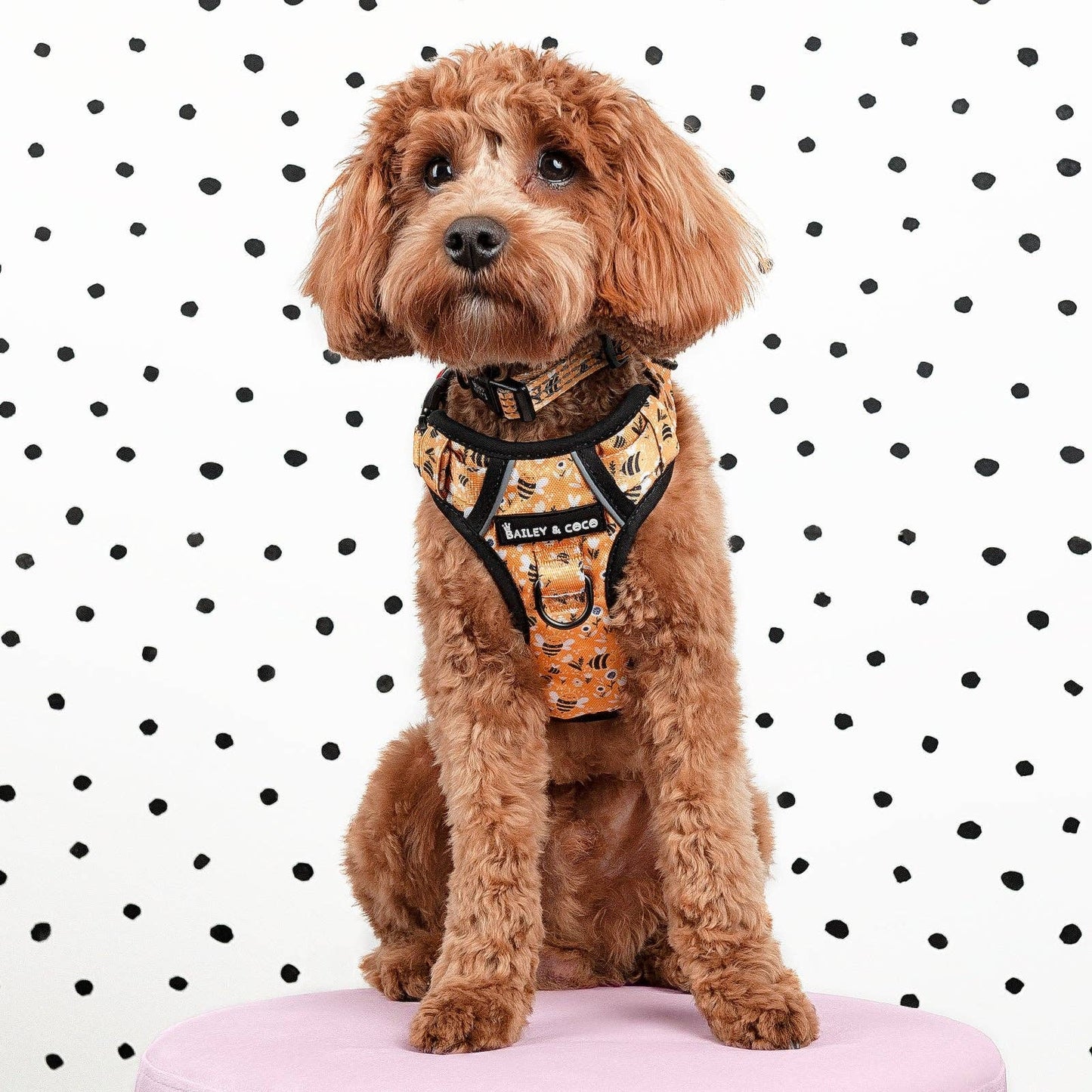 Trail & Glow® Dog Harness - Wanna-Bee: S