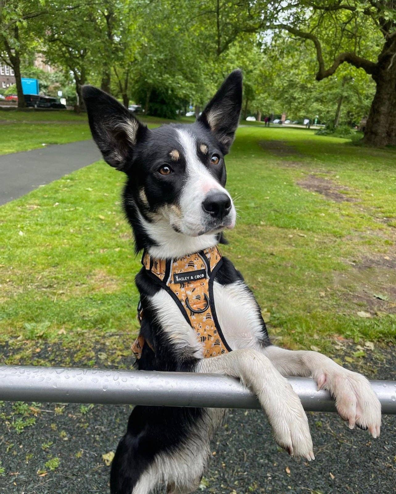 Trail & Glow® Dog Harness - Wanna-Bee: S