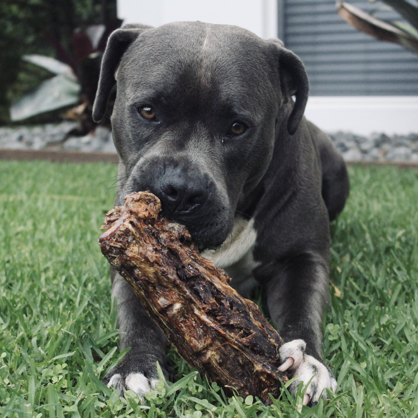 Get Off Ma' Tail - Kangaroo Tails: 2 Pack