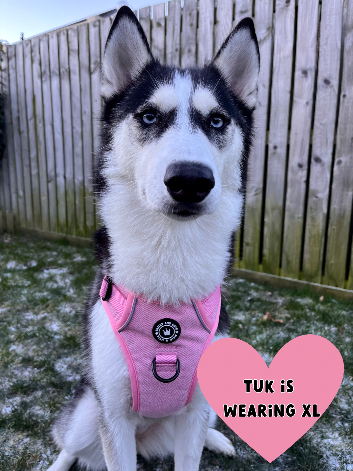 TRAIL & GLOW® DOG HARNESS - BUBBLEGUM PINK TWEED: Extra Large