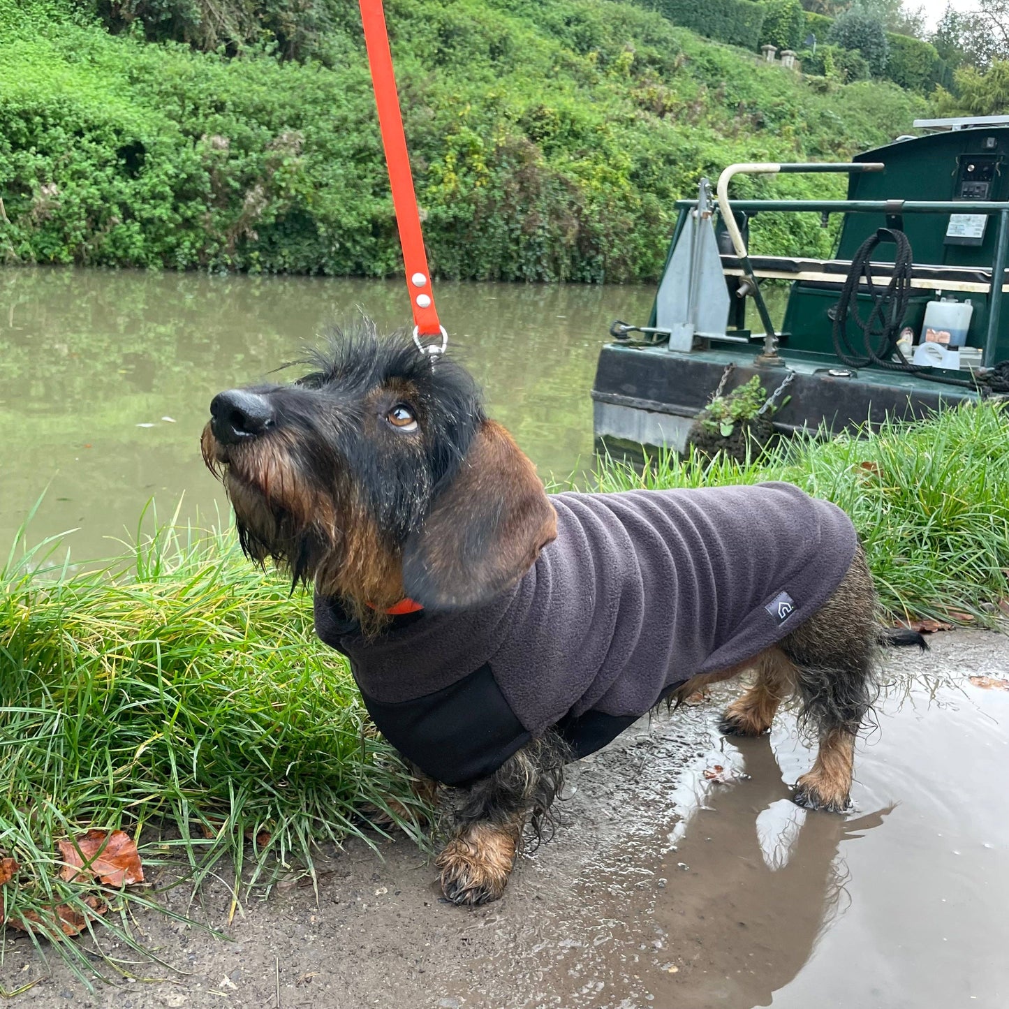 Standard Dachshund Fleece Jumper with Waterproof Belly Panel: Dusty Rose / Medium