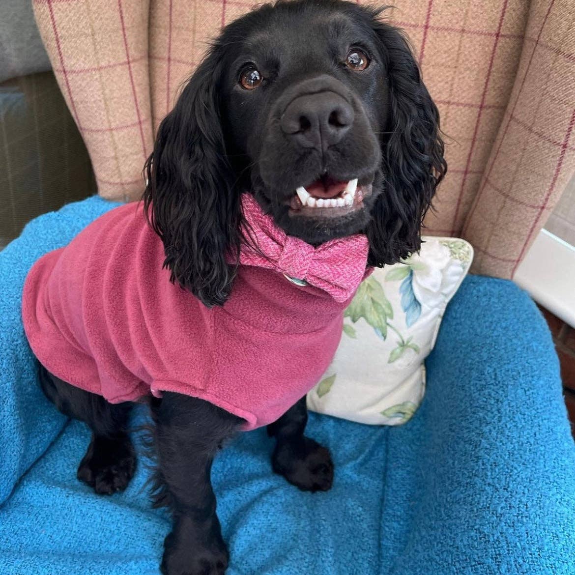 Spaniel Dog Fleece Jumper: Ruby Red / Medium