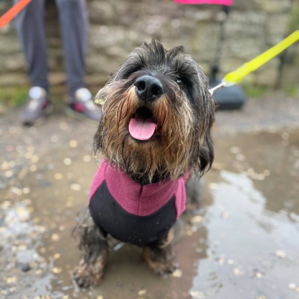 Standard Dachshund Fleece Jumper with Waterproof Belly Panel: Ruby Red / Large