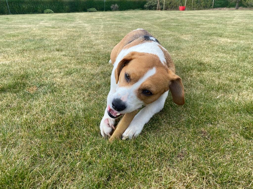 K2 Yak Chews TURMERIC Flavour 100% Natural Dog Treats Medium