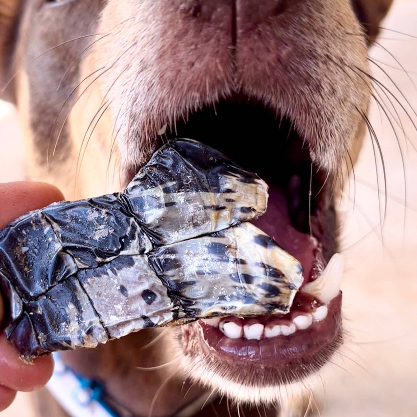 Croc Crisps - Crocodile Chips - New.