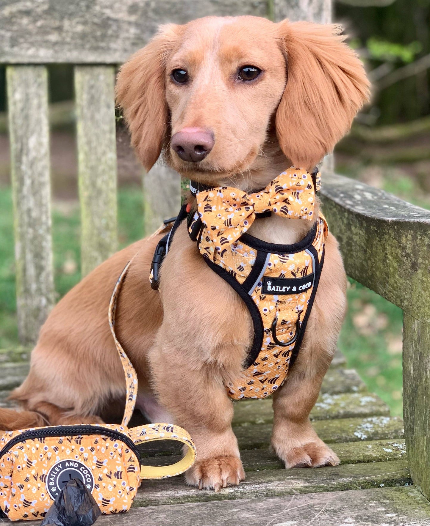 Trail & Glow® Dog Harness - Wanna-Bee: S