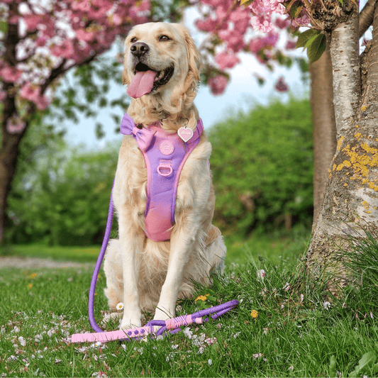 Rope Dog Lead COLOUR DROPS® - Love that for you