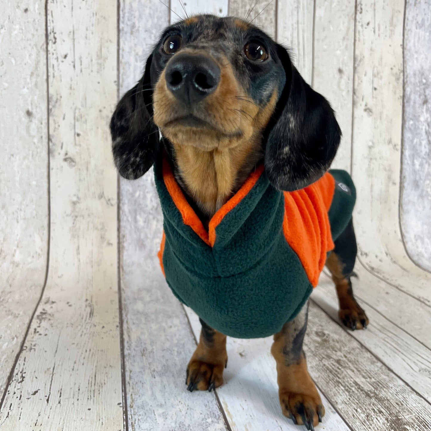Two-Tone Dachshund Fleece Jumper: Mustard / Teal / Medium