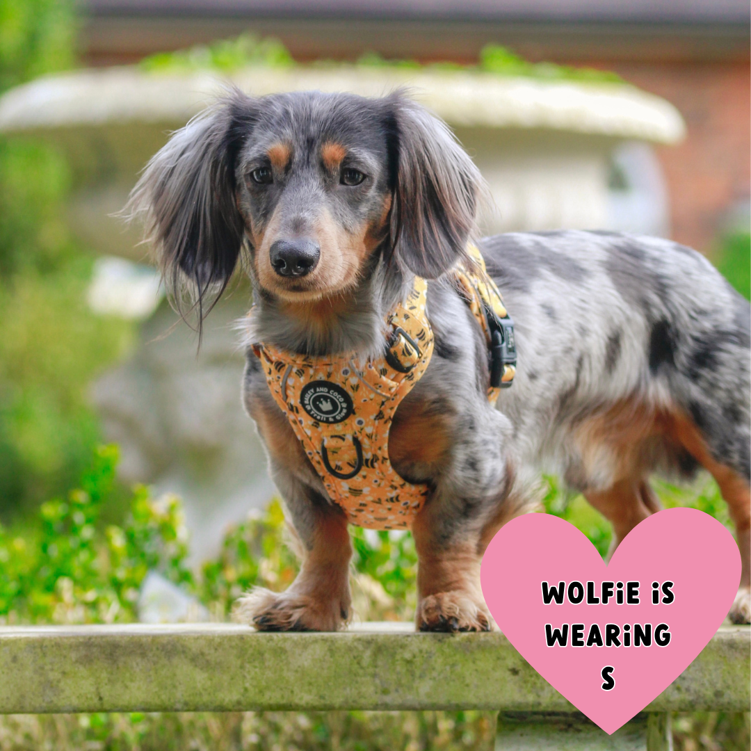 Trail & Glow® Dog Harness - Wanna-Bee: S