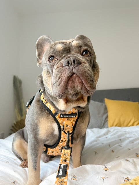Trail & Glow® Dog Harness - Wanna-Bee: S