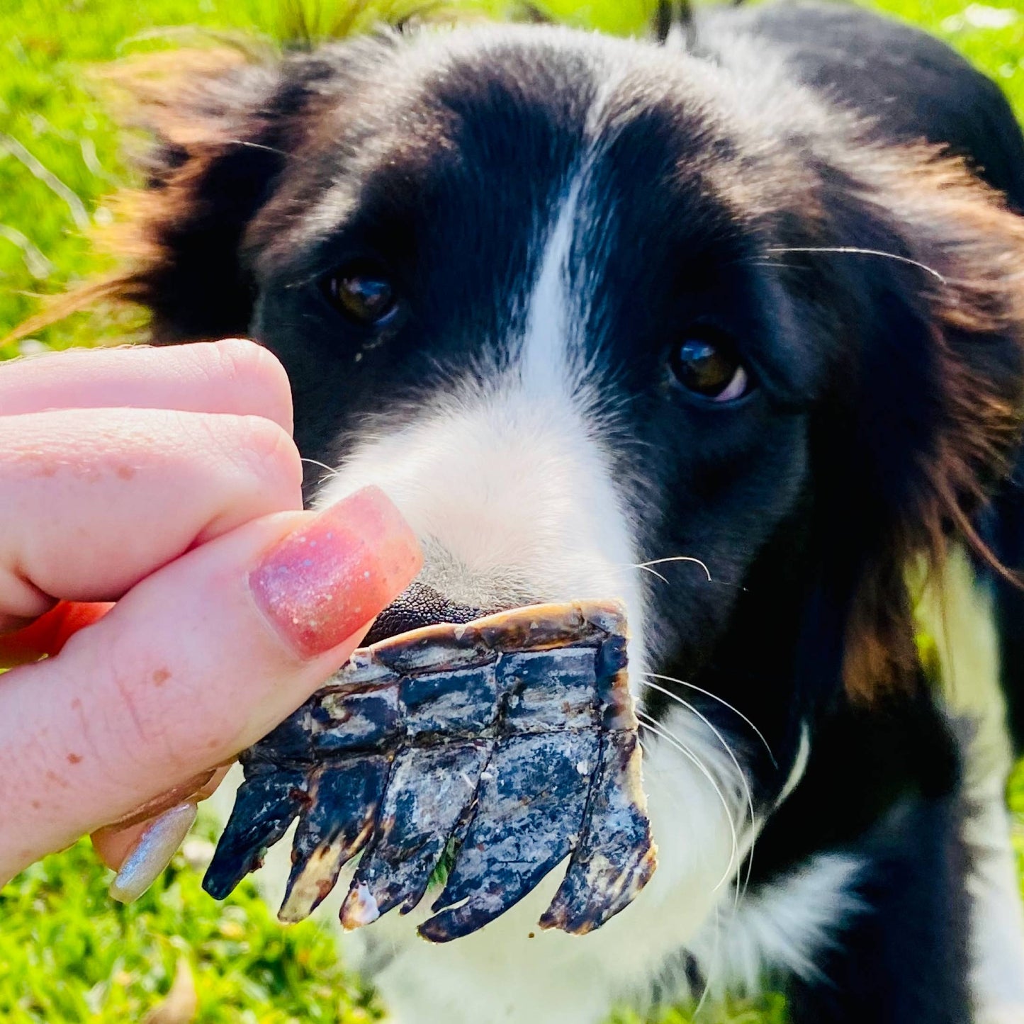 Croc Crisps - Crocodile Chips - New.