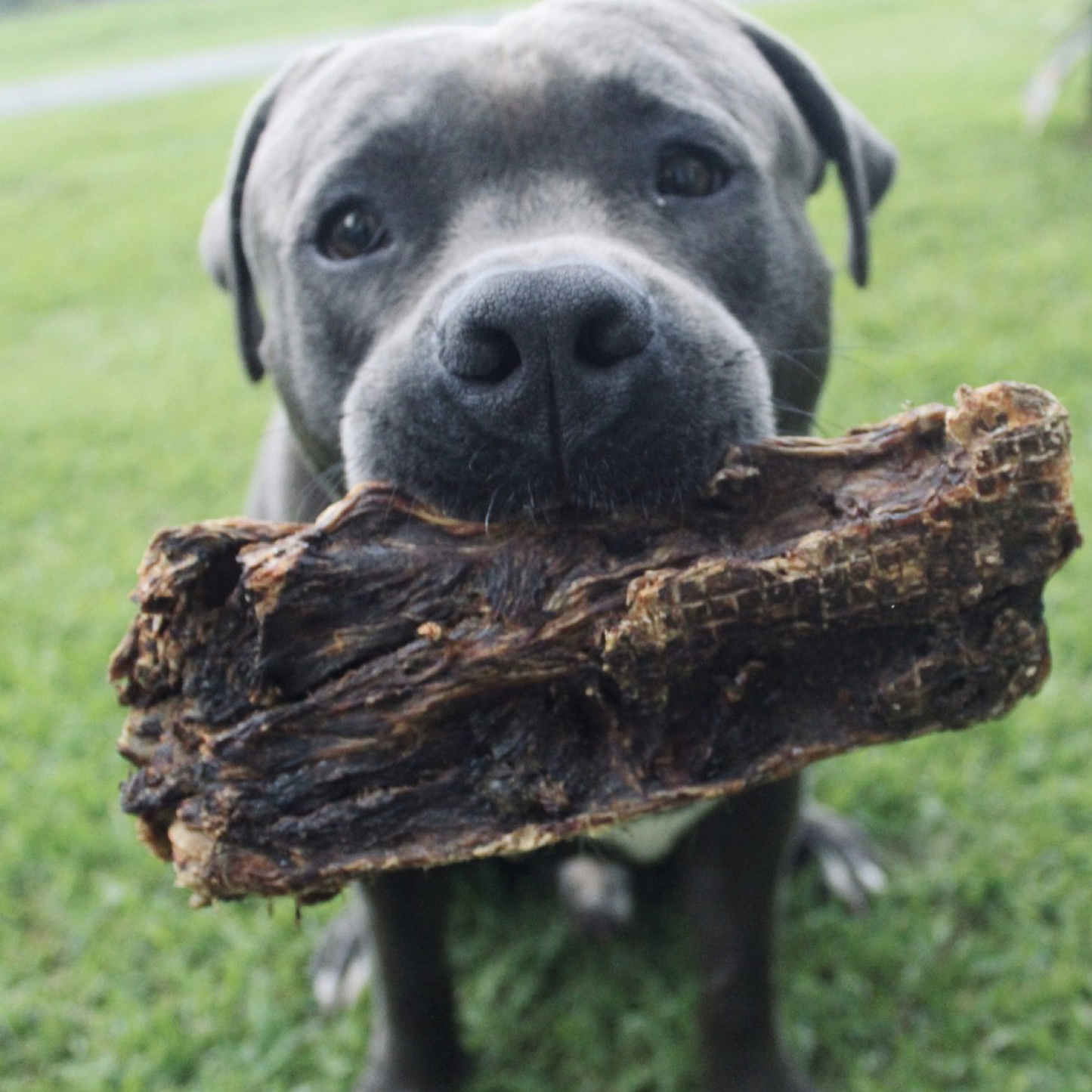 Get Off Ma' Tail - Kangaroo Tails: 2 Pack