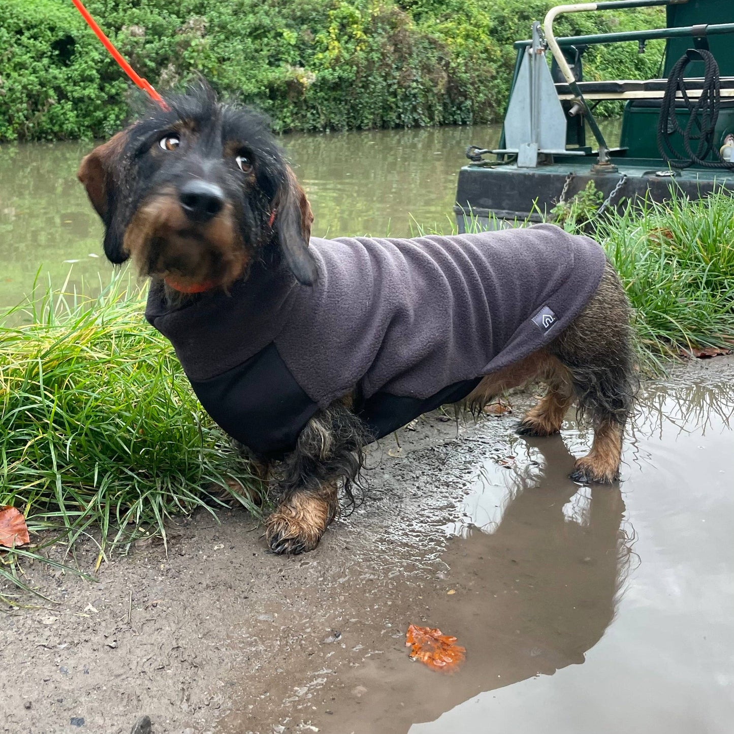 Standard Dachshund Fleece Jumper with Waterproof Belly Panel: Dusty Rose / Medium