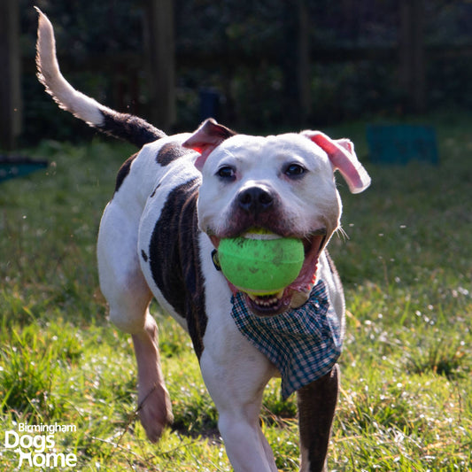 Playtime For Dogs Chase -  Mega Tennis Ball Dog Toy