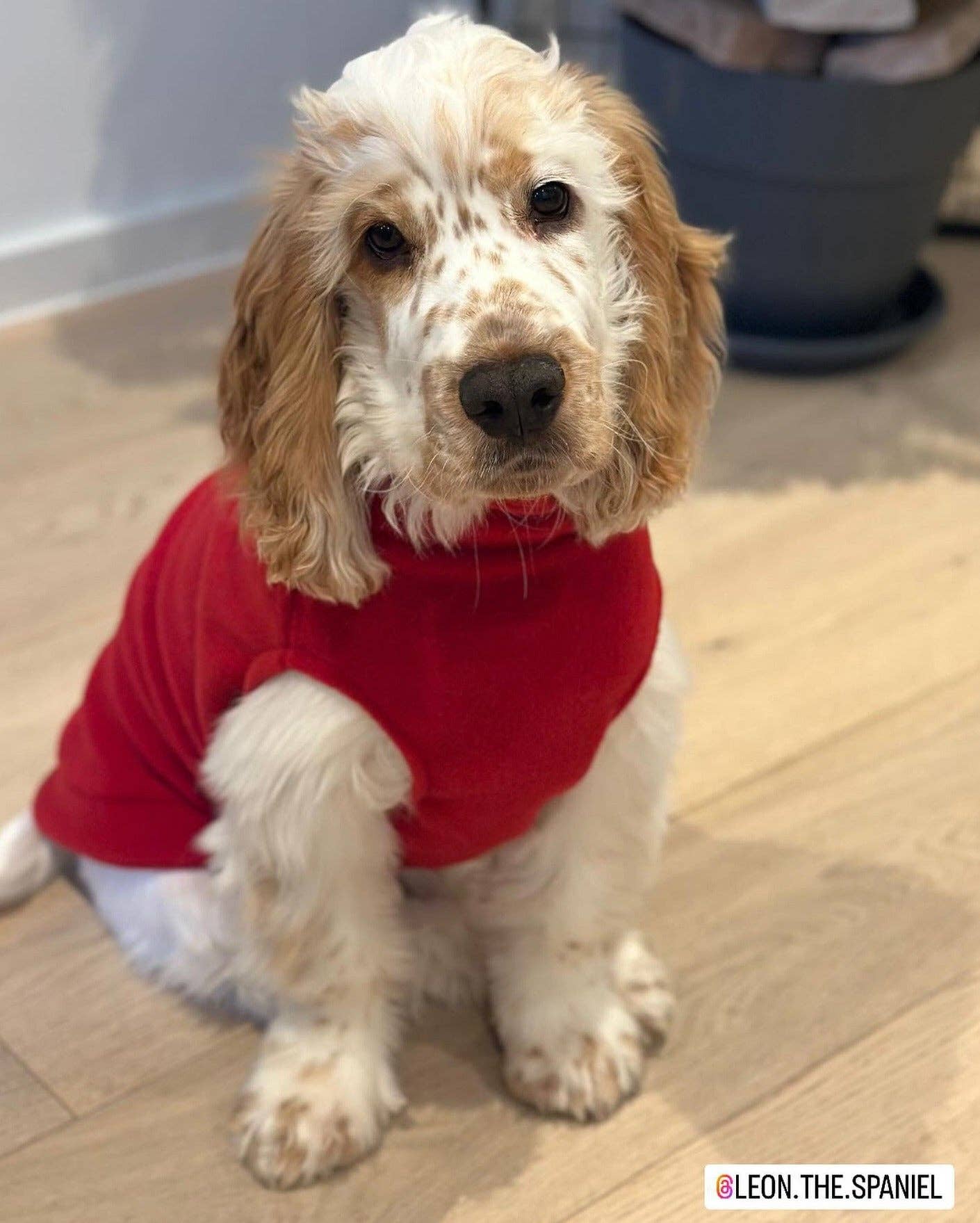 Spaniel Dog Fleece Jumper: Sunshine Yellow / Medium