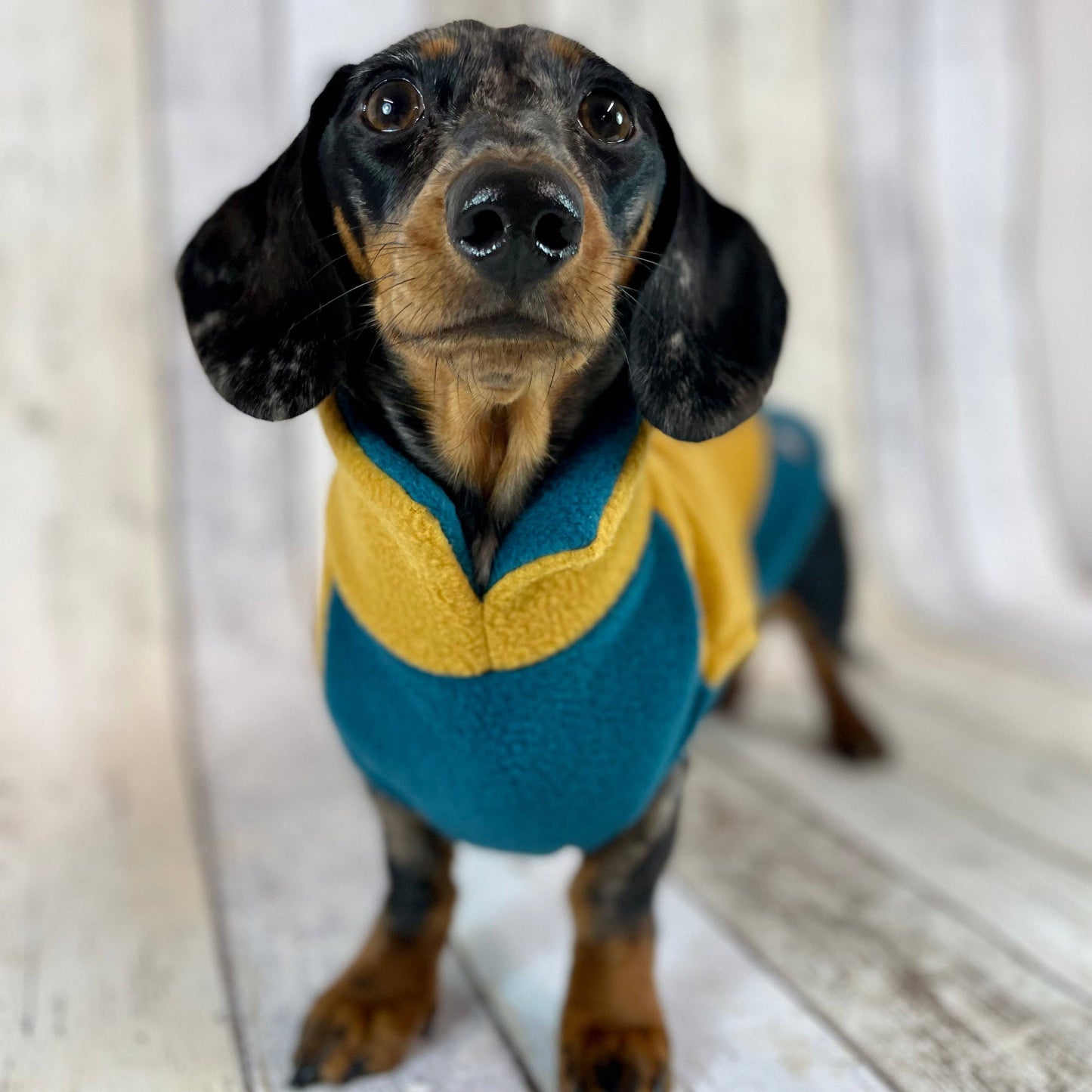 Two-Tone Dachshund Fleece Jumper: Mustard / Teal / Medium