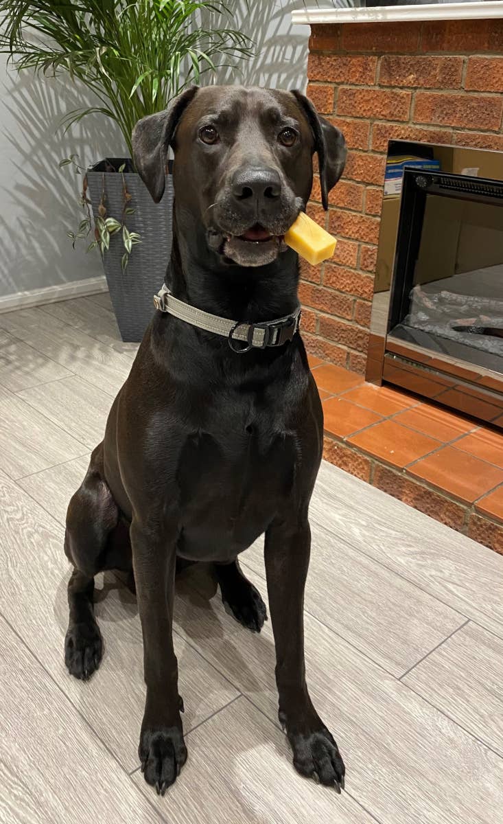 K2 Yak Chews TURMERIC Flavour 100% Natural Dog Treats Medium